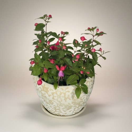 Özel Saksılı Küpe Çiçeği